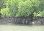 Sundarban Tour